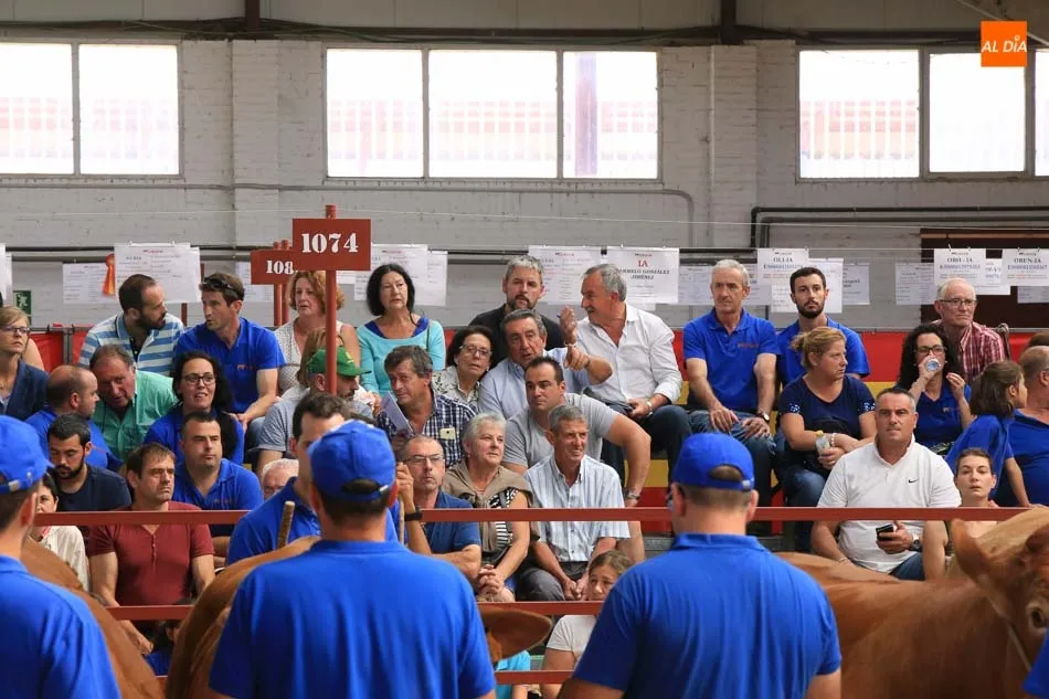 Foto 11 - Gran expectaci&oacute;n en la primera jornada de concurso de la raza limusina