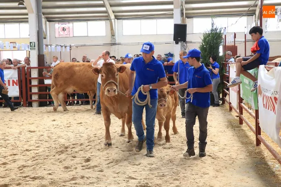 Foto 10 - Gran expectaci&oacute;n en la primera jornada de concurso de la raza limusina