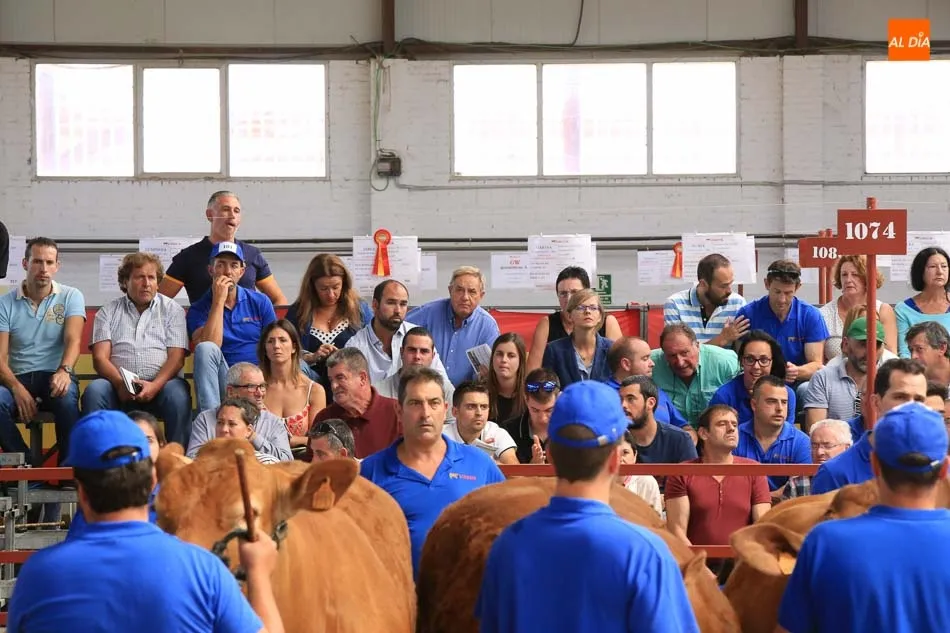 Foto 8 - Gran expectaci&oacute;n en la primera jornada de concurso de la raza limusina