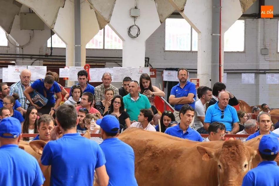 Foto 7 - Gran expectaci&oacute;n en la primera jornada de concurso de la raza limusina
