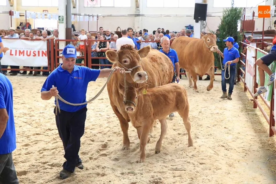 Foto 6 - Gran expectaci&oacute;n en la primera jornada de concurso de la raza limusina