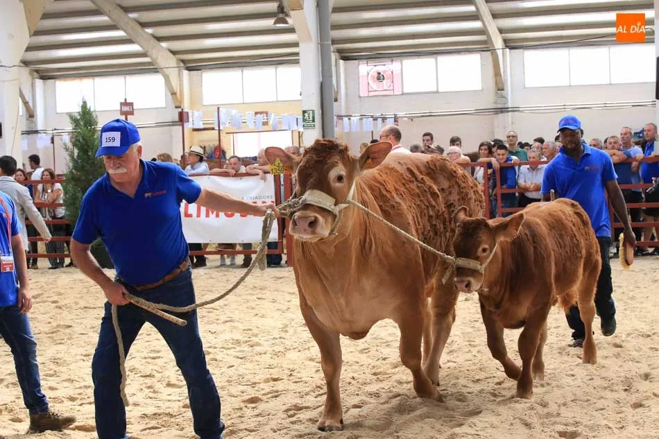 Foto 5 - Gran expectaci&oacute;n en la primera jornada de concurso de la raza limusina