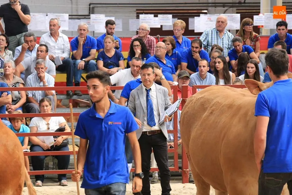 Foto 4 - Gran expectaci&oacute;n en la primera jornada de concurso de la raza limusina