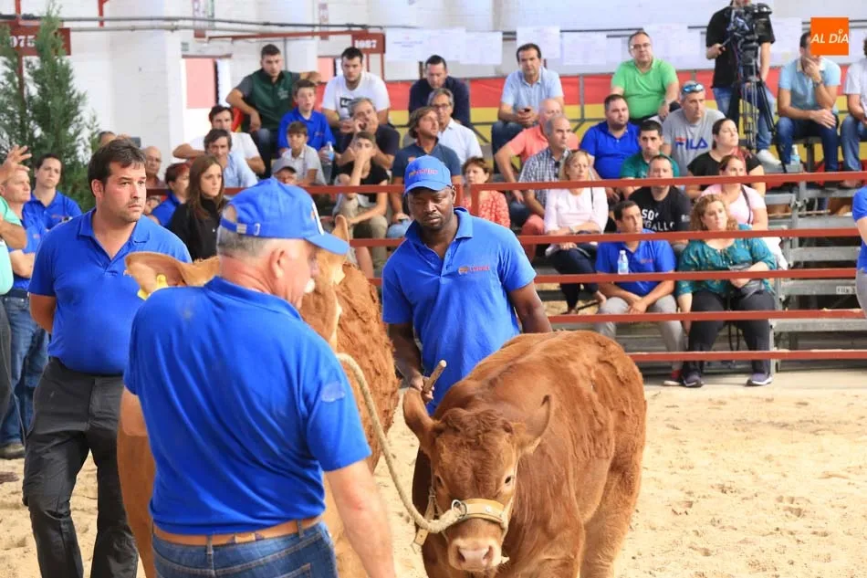 Foto 3 - Gran expectaci&oacute;n en la primera jornada de concurso de la raza limusina