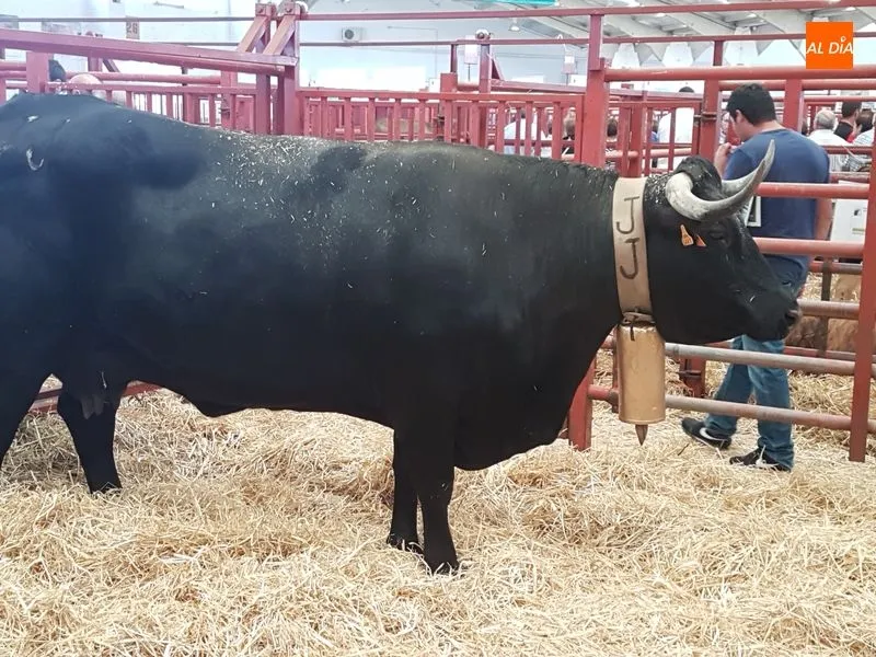 Foto 10 - Grandes y peque&ntilde;os, protagonistas de Salamaq, una feria de contrastes