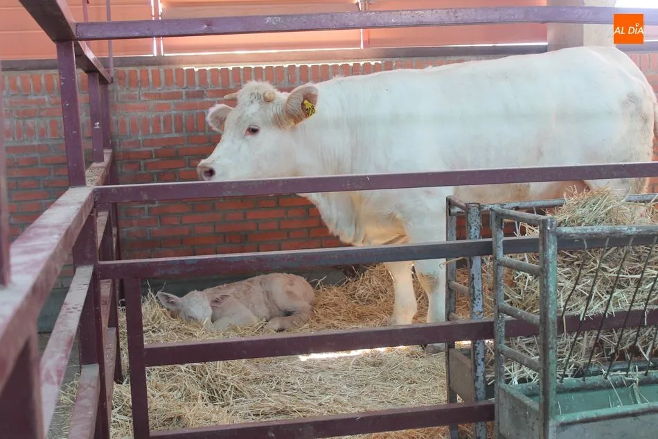 Foto 8 - Grandes y peque&ntilde;os, protagonistas de Salamaq, una feria de contrastes