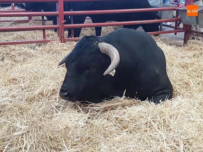 Foto 7 - Grandes y peque&ntilde;os, protagonistas de Salamaq, una feria de contrastes