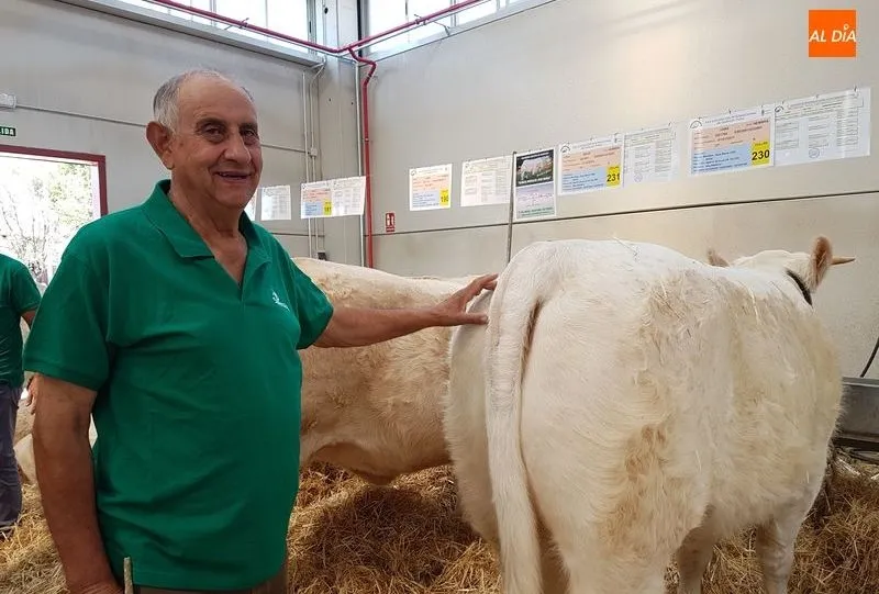 José María García, ganadero salmantino de charolés