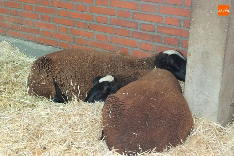 Foto 11 - Momentos de relax en Salamaq con los animales como protagonistas