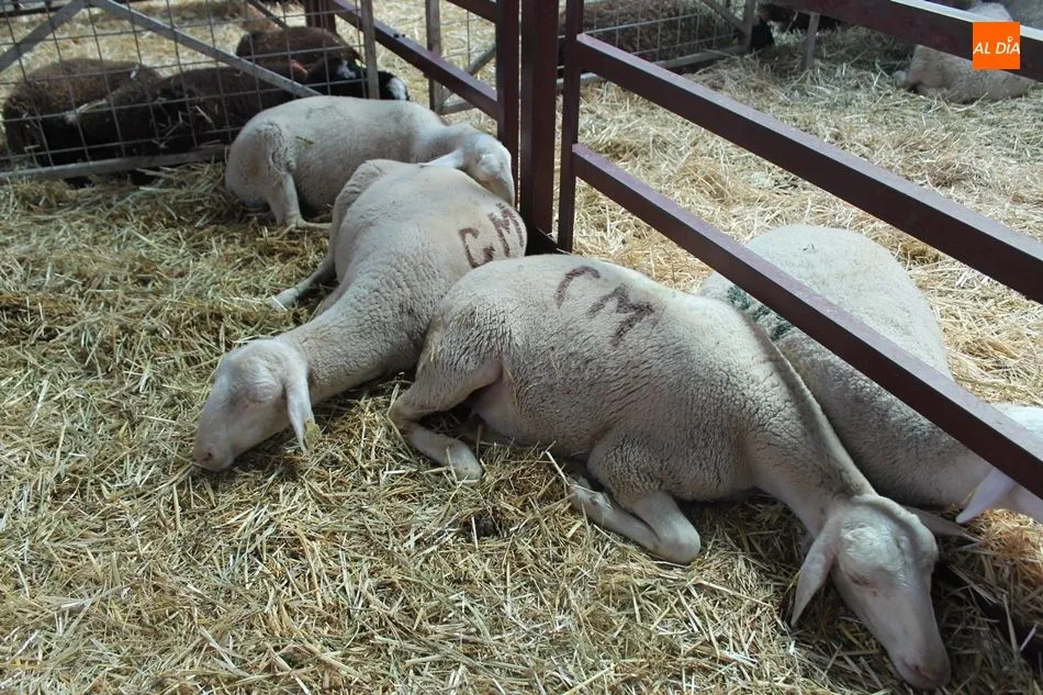 Foto 10 - Momentos de relax en Salamaq con los animales como protagonistas
