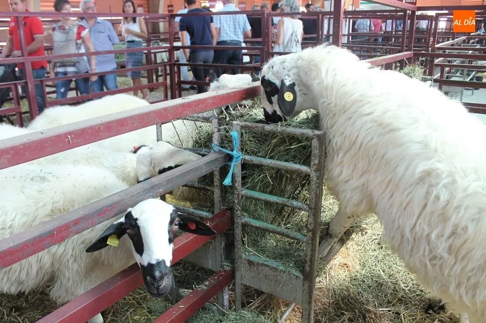 Foto 3 - Momentos de relax en Salamaq con los animales como protagonistas