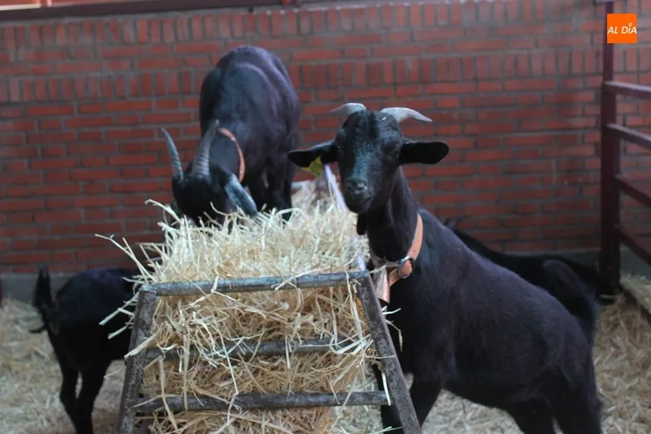 Foto 2 - Momentos de relax en Salamaq con los animales como protagonistas