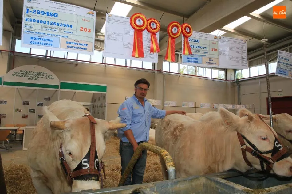 El ganadero Ángel Santiago Martín, con dos ejemplares campeonas de sus secciones. Fotos: Alberto Martín