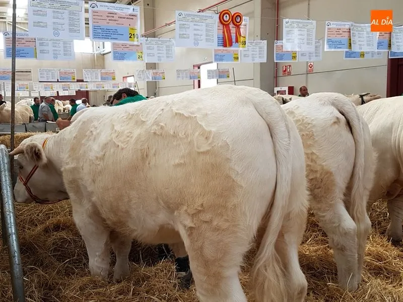 Foto 5 - Buen comienzo salmantino en el concurso de la raza charolesa