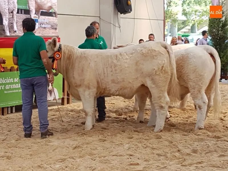 Foto 4 - Buen comienzo salmantino en el concurso de la raza charolesa