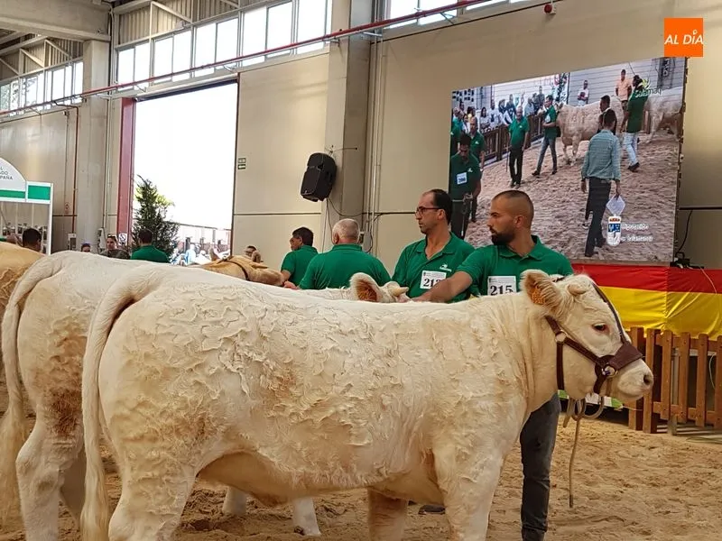 Foto 3 - Buen comienzo salmantino en el concurso de la raza charolesa