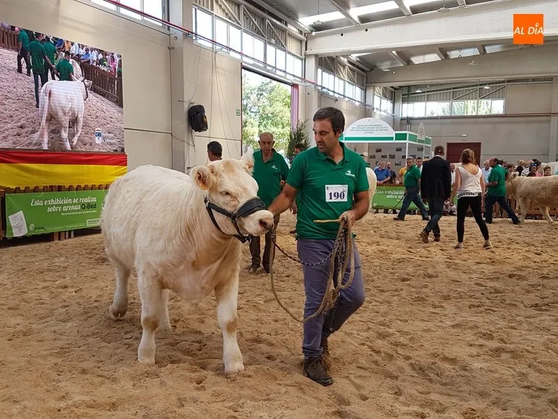 Foto 2 - Buen comienzo salmantino en el concurso de la raza charolesa