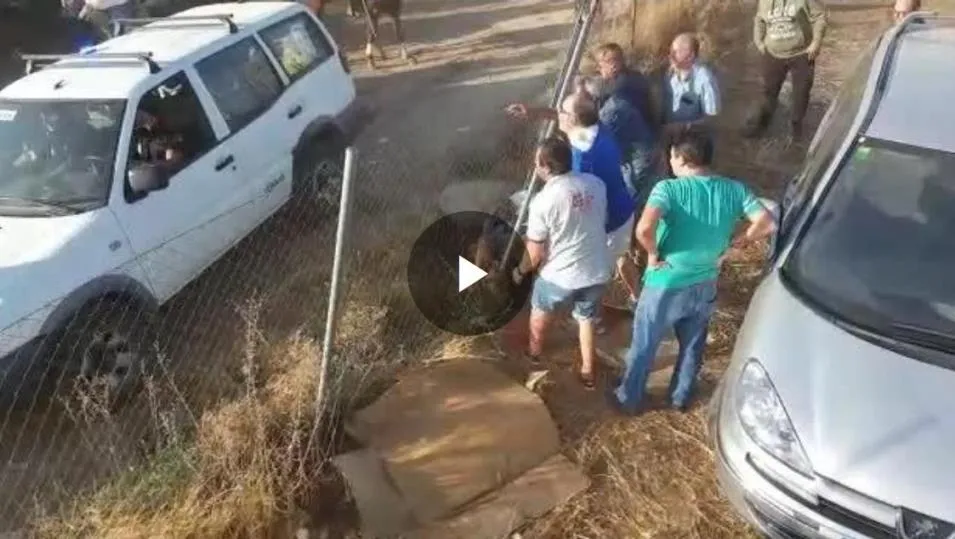 El toro pilló a un corredor contra una valla