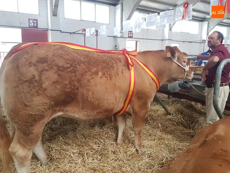 Foto 8 - &lsquo;M&oacute;nica Belucci&rsquo;, de los hermanos Mu&ntilde;oz Carrasco, campeona joven de la raza limusina