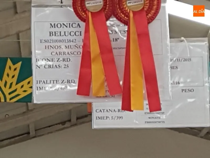 Foto 7 - &lsquo;M&oacute;nica Belucci&rsquo;, de los hermanos Mu&ntilde;oz Carrasco, campeona joven de la raza limusina