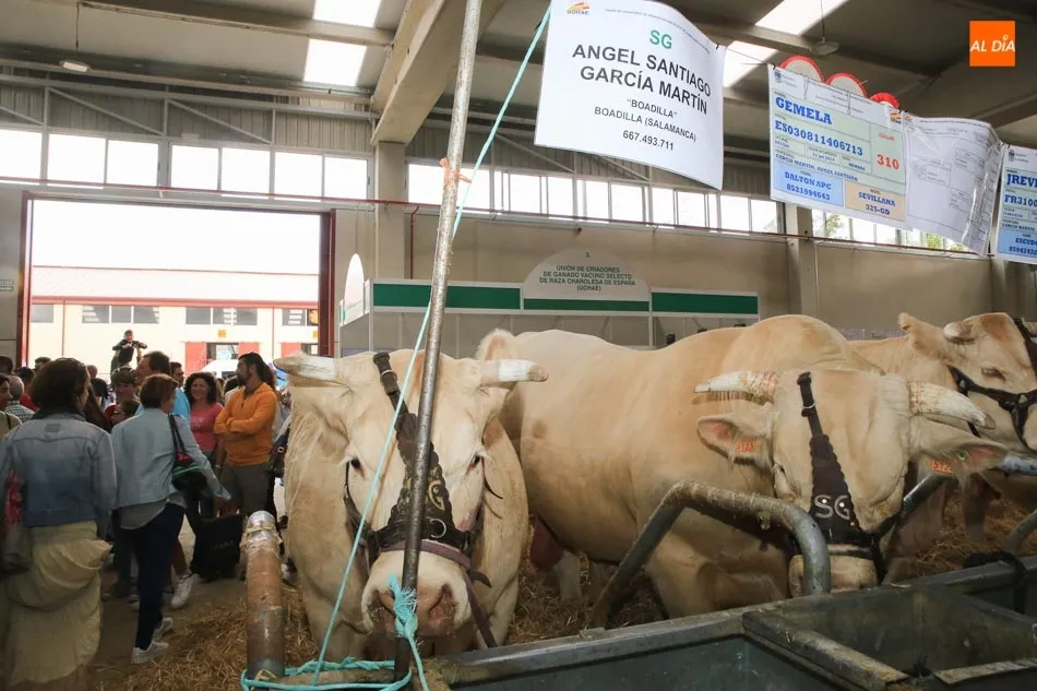 Foto 4 - &lsquo;Gemela&rsquo;, de &Aacute;ngel Santiago Garc&iacute;a&nbsp;e &lsquo;Ilusa&rsquo;&nbsp;de Roberto Mart&iacute;n, campeonas adulta y...