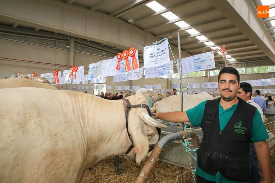 Gemela, campeona de la raza charolesa, del ganadero salmantino Ángel Santiago Martín. Fotos: Alberto Martín