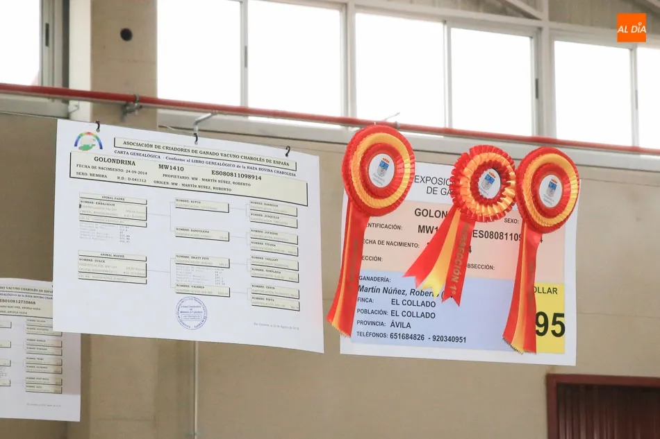 Foto 3 - &lsquo;Gemela&rsquo;, de &Aacute;ngel Santiago Garc&iacute;a&nbsp;e &lsquo;Ilusa&rsquo;&nbsp;de Roberto Mart&iacute;n, campeonas adulta y...
