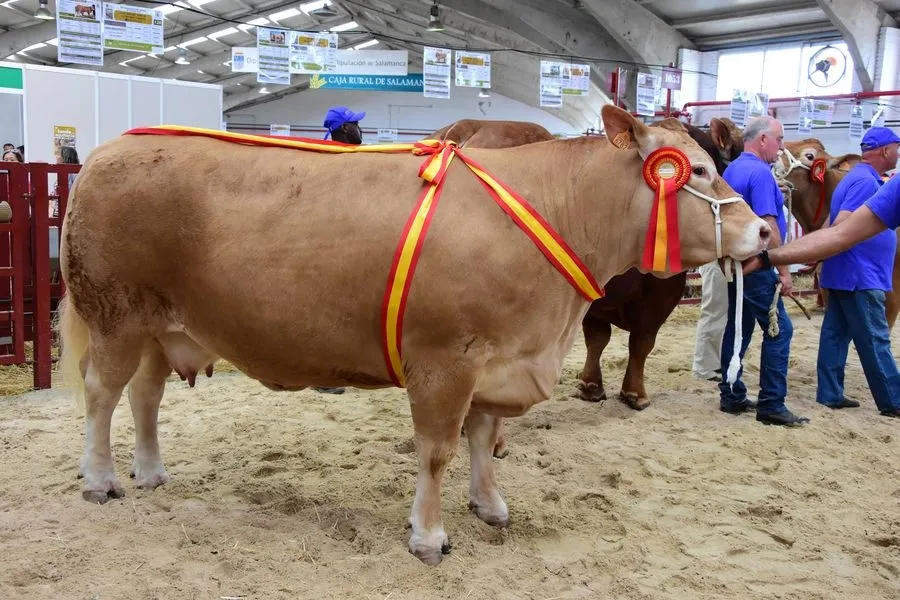 Foto 6 - &lsquo;Lidl&rsquo; y &lsquo;Mariscal&rsquo;, campe&oacute;n adulto y joven del concurso de la raza limusina&nbsp;
