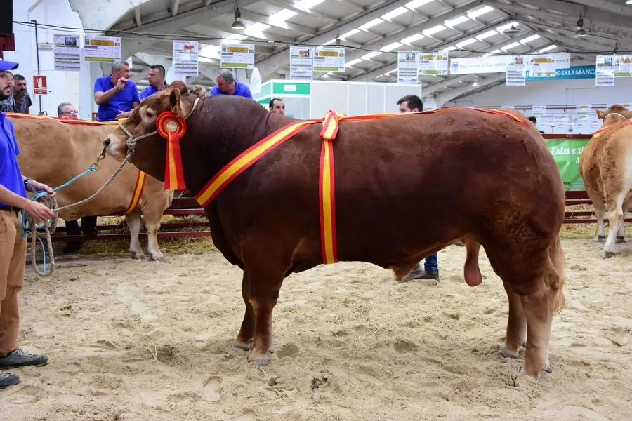 Foto 7 - &lsquo;Lidl&rsquo; y &lsquo;Mariscal&rsquo;, campe&oacute;n adulto y joven del concurso de la raza limusina&nbsp;