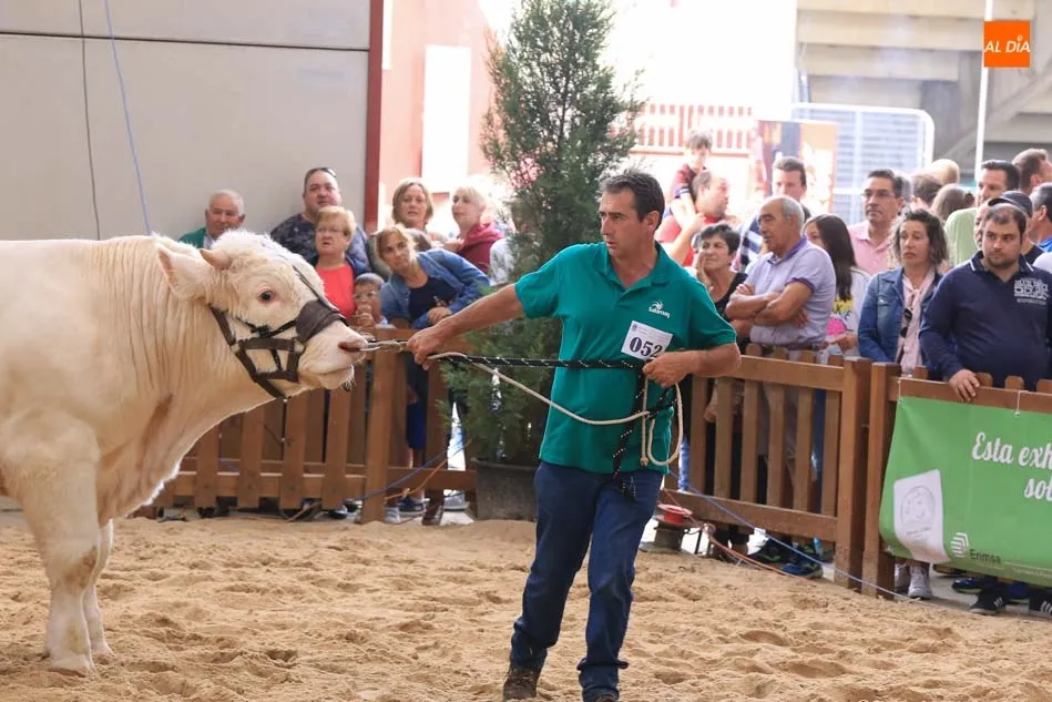 Foto 10 - &lsquo;Hern&aacute;n&rsquo;, un toro del salmantino Alberto Mart&iacute;n Gallego, gran campe&oacute;n de la raza charolesa&nbsp;