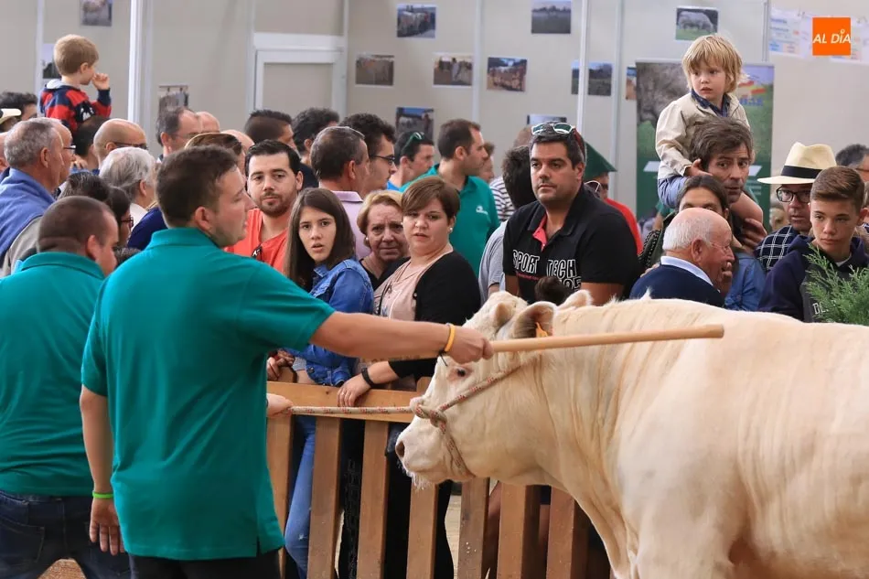 Foto 9 - &lsquo;Hern&aacute;n&rsquo;, un toro del salmantino Alberto Mart&iacute;n Gallego, gran campe&oacute;n de la raza charolesa&nbsp;