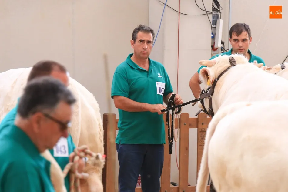 Foto 8 - &lsquo;Hern&aacute;n&rsquo;, un toro del salmantino Alberto Mart&iacute;n Gallego, gran campe&oacute;n de la raza charolesa&nbsp;