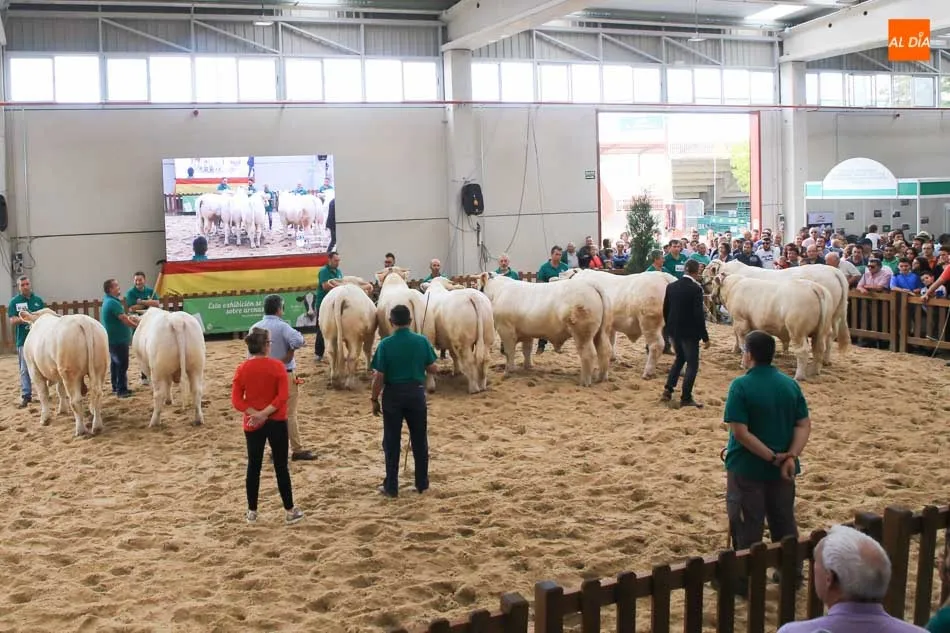 Foto 6 - &lsquo;Hern&aacute;n&rsquo;, un toro del salmantino Alberto Mart&iacute;n Gallego, gran campe&oacute;n de la raza charolesa&nbsp;