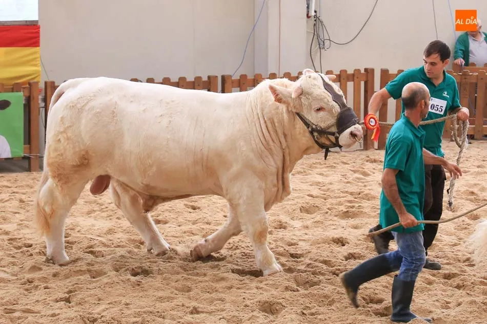 Foto 5 - &lsquo;Hern&aacute;n&rsquo;, un toro del salmantino Alberto Mart&iacute;n Gallego, gran campe&oacute;n de la raza charolesa&nbsp;