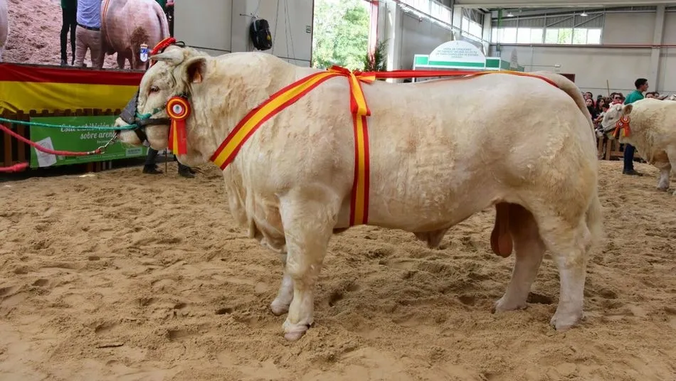 Hernán, gran campeón de la raza charolesa