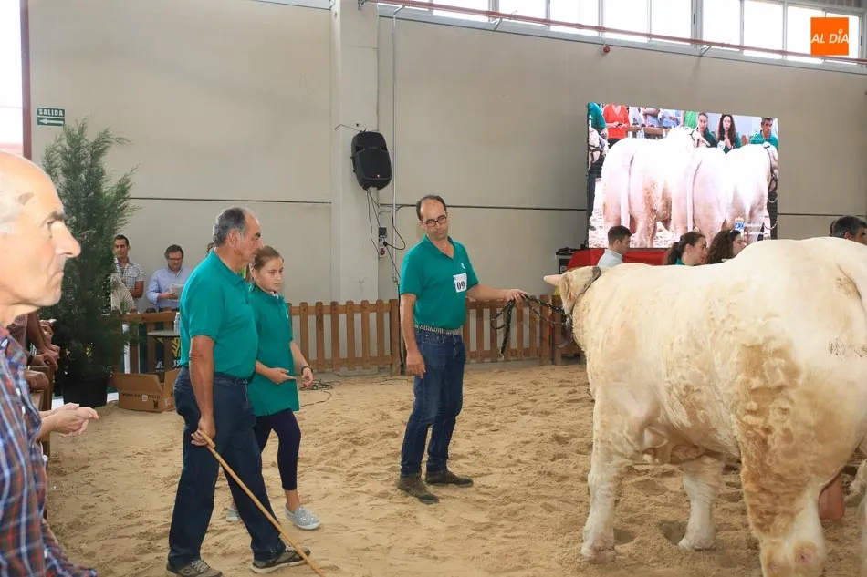 Foto 3 - &lsquo;Hern&aacute;n&rsquo;, un toro del salmantino Alberto Mart&iacute;n Gallego, gran campe&oacute;n de la raza charolesa&nbsp;