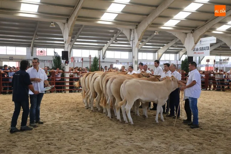 Foto 6 - Resultados de la primera jornada de concurso de la raza Blonda de Aquitania
