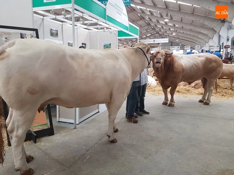 Foto 5 - Resultados de la primera jornada de concurso de la raza Blonda de Aquitania