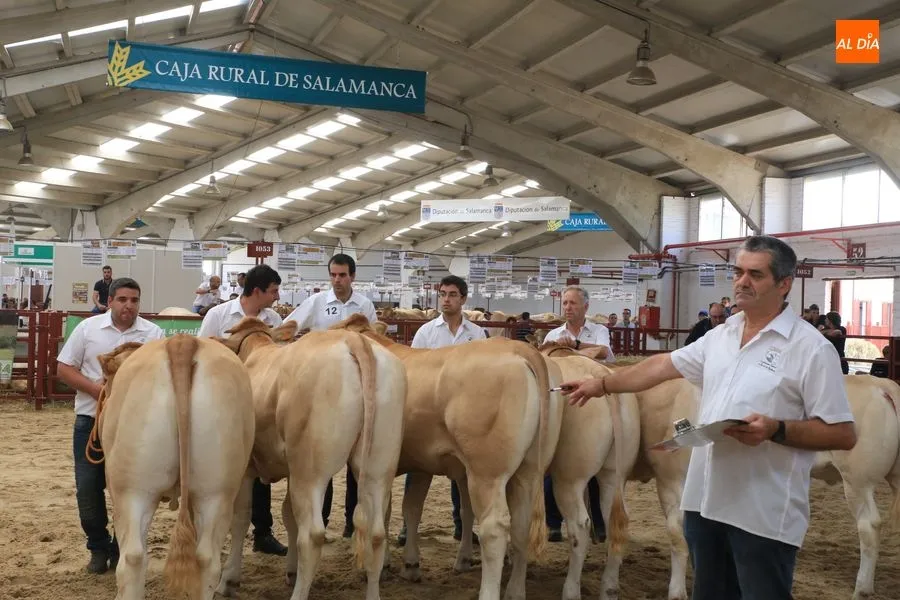 Primera jornada de concurso de Blonda de Aquitania. Fotos: Alberto Martín