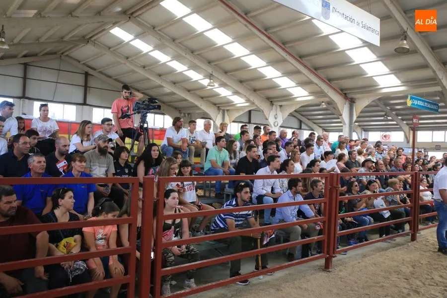 Foto 3 - Resultados de la primera jornada de concurso de la raza Blonda de Aquitania