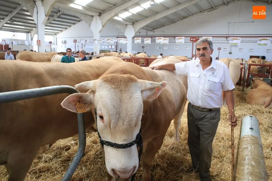 Foto 5 - Blonda de Aquitania, una raza que sigue pisando fuerte en Salamaq