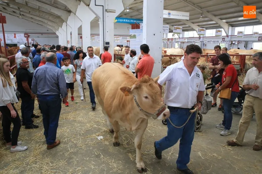 Foto 6 - Blonda de Aquitania, una raza que sigue pisando fuerte en Salamaq