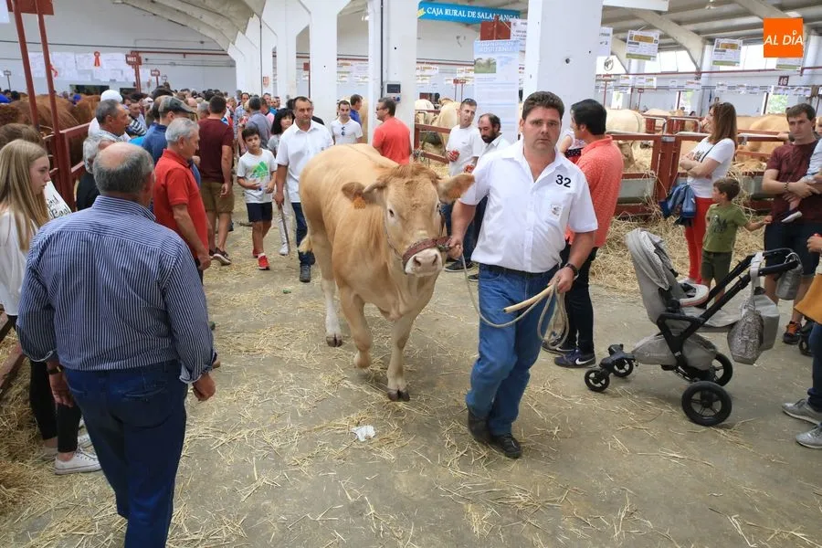 Foto 3 - Blonda de Aquitania, una raza que sigue pisando fuerte en Salamaq
