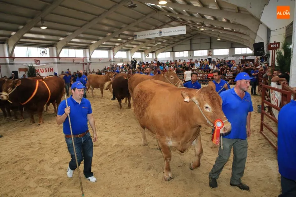 Foto 8 - Resultados de la primera jornada de concurso de la raza Blonda de Aquitania
