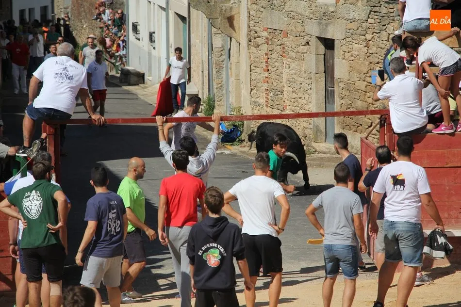 Foto 9 - Animado encierro de Mart&iacute;n Cilleros en las fiestas de Mieza  