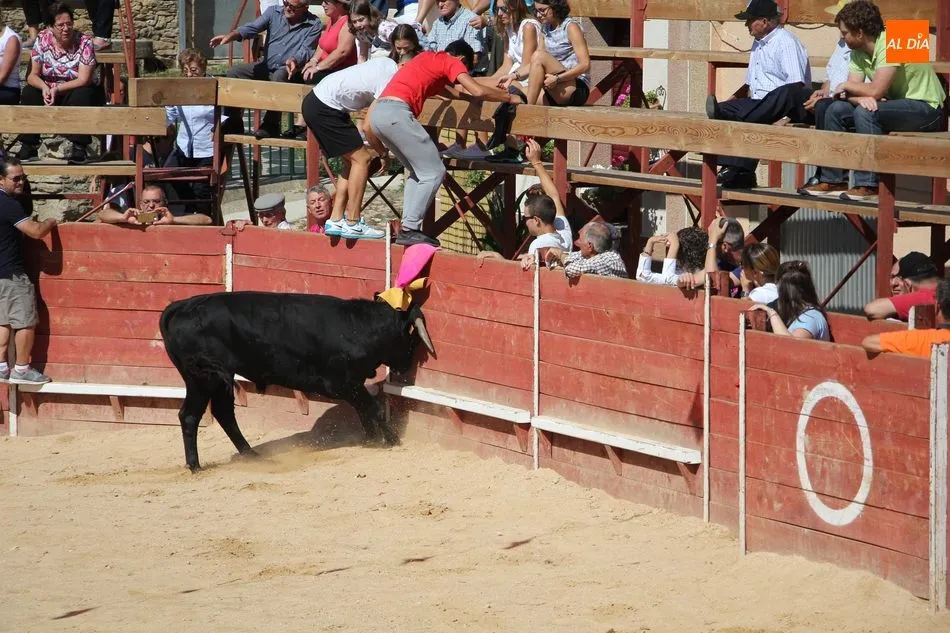 Foto 7 - Animado encierro de Mart&iacute;n Cilleros en las fiestas de Mieza  