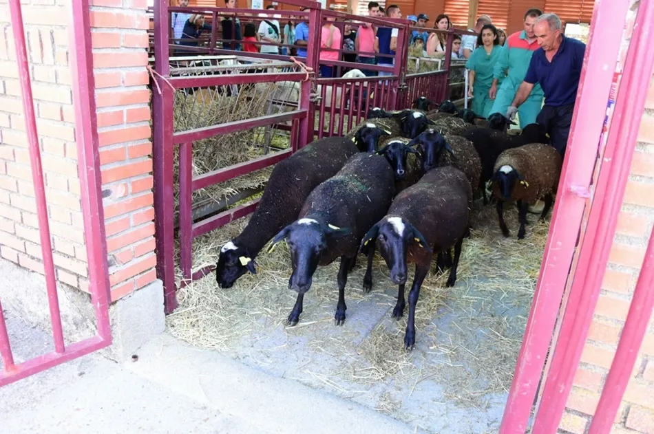 Rebaño de ovejas saliendo de los corrales de Salamaq en la última jornada de feria. Foto: @feriasalamaq