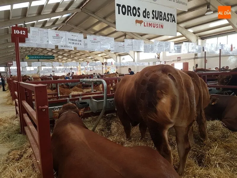 Foto 2 - &lsquo;Imbatible&rsquo;, el campe&oacute;n joven de la raza charolesa sale a subasta por 8.000 euros