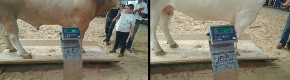 Pesaje del toro y la vaca Blonda de Aquitania