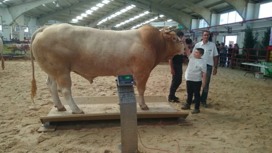 Foto 2 - El Rey Don Felipe, a ocho kilos de acertar la porra de Blonda de Aquitania en Salamaq
